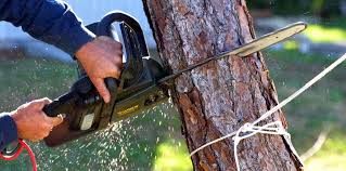 Best Soil Testing and Treatment  in Fort Denaud, FL