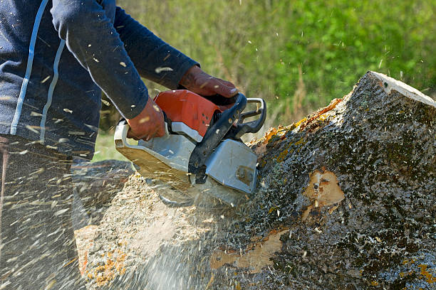 Best Commercial Tree Services  in Fort Denaud, FL